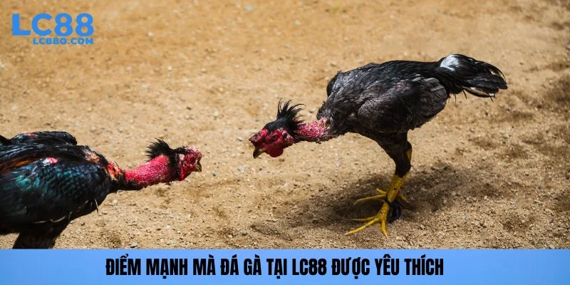 Điểm mạnh mà đá gà tại LC88 được yêu thích
