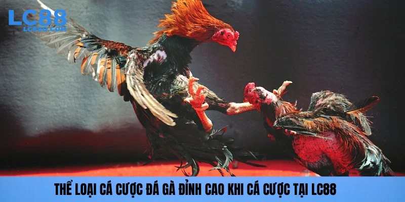 Thể loại cá cược đá gà đỉnh cao khi cá cược tại LC88